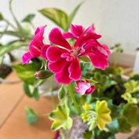 アイビーゼラニウムの画像