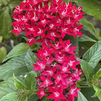 ペンタス,ペンタス,癒し,花のある暮らし,雑談の画像