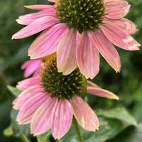 エキナセア,クレオメ,ピンクの花,癒しのひと時,梅干しの画像