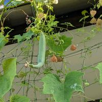 ヘチマ,風船葛,きゅうり,グリーンカーテン,天草市の画像