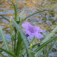 ヤナギバルイラソウ,お出かけ先の画像