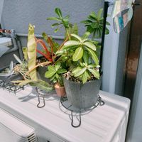 アデニウム,フィロデンドロン,観葉植物,植物のある暮らし,サトイモ 科の画像