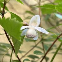 クレマチス,レンゲショウマ,キンミズヒキ,山野草,シェードガーデンの画像