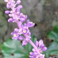ヤブラン,GSに感謝。,植物観察,植物散策,茨城県自然博物館の野外の画像