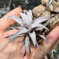 チランジア,チアペンシス,観葉植物,成長記録,エアープランツ/チランジアの画像