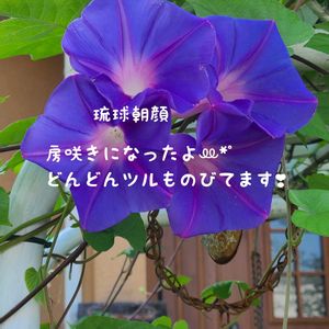 琉球朝顔,今庭,ガーデニング,ナチュラルガーデン,お庭の画像