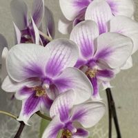 胡蝶蘭,胡蝶蘭,胡蝶蘭,尾道　向島洋蘭センターさんよりの画像