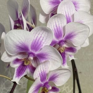 胡蝶蘭,胡蝶蘭,胡蝶蘭,尾道　向島洋蘭センターさんよりの画像