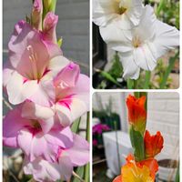 グラジオラス,鉢植え,明るい日陰,プランター,ガーデニング初心者の画像