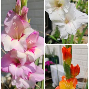 グラジオラス,鉢植え,明るい日陰,プランター,ガーデニング初心者の画像