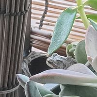 窓辺の植物たち,カエル,アマガエル,#多肉#多肉植物#たにく,カエル倶楽部♡の画像
