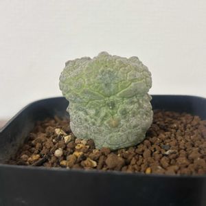 ミギウルティヌス,多肉植物,珍奇植物,ビザールプランツ,キョウチクトウ科の画像