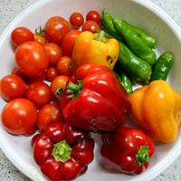ミニトマト,パプリカ(赤),パプリカ(黄),甘とう美人,我家の野菜達の画像