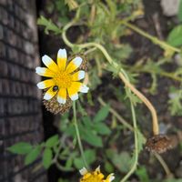 春菊の画像
