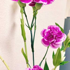 カーネーション,花のある暮らし,緑のある暮らし,iPhone撮影,世界平和の画像