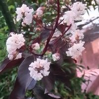 地植え,花のある暮らし,小さい花壇,アンゲロニア♪,銅葉サルスベリの画像