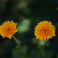 キンセンカ,ケイトウ,ありがとう♪,鉢植え管理,私も 種から♪の画像