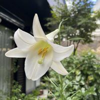 ビオラ,パンダスミレ,シンテッポウユリ,白い花,こぼれ種の画像