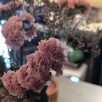 スターチスの画像
