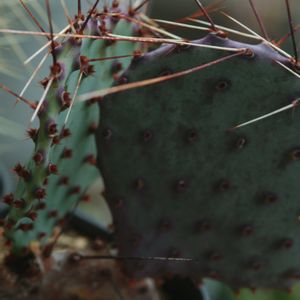 ハオルチア,多肉植物,観葉植物,塊根植物,サボテン科の画像