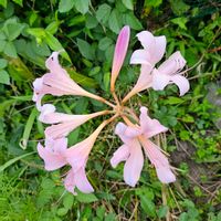 ナツズイセンの画像