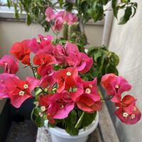 ブーゲンビレア,鉢植え,夏の花,楽しみ〜,花のある暮らしの画像