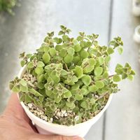プレクトランサス プロストラーツス,成長記録 プロストラーツス,神奈川タニラー,多肉男子,バルコニー/ベランダの画像