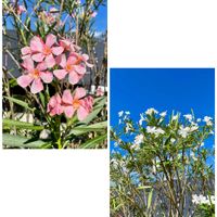 カルーナ,キョウチクトウ,キョウチクトウ,今日のお花,キュンキュン乙女倶楽部の画像