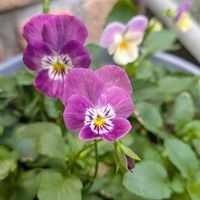 ビオラ,こぼれ種,植物が好き,庭の画像