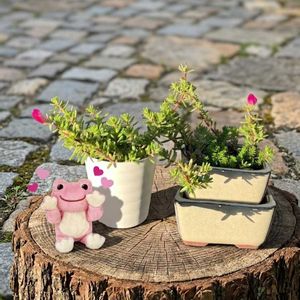 ポーチュラカ ピンキー,多肉植物,癒し,感謝,放置栽培の画像