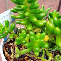 セダム,虹の玉,虹の玉,多肉植物,小さな花壇の画像