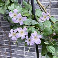 クレマチス,クレマチス　シーブリーズ,紫の花,庭の画像