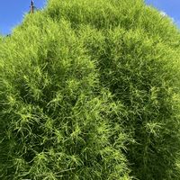 ゴーヤ,百日草,コキア(ホウキグサ),冬芽,木曜モフモフの画像