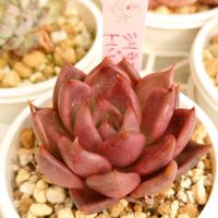 エケベリア属,花のある暮らし,多肉のある暮らし,植物のある暮らし,多肉女子の画像