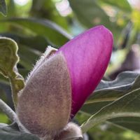 マグノリア,マグノリア,マグノリア,マグノリア,花のある暮らしの画像