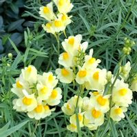 フウセンカズラ,ほうずき,ホソバウンラン,花のある暮らし♡,おうち園芸の画像