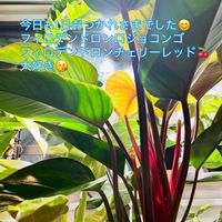 モンステラ,フィロデンドロン,フィロデンドロン ロジョコンゴ,フィロデンドロンチェリーレッド,ワイルドの画像