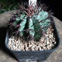ユーフォルビア・ホリダ,ユーフォルビア・ホリダ,ユーフォルビア,珍奇植物,植中毒の画像