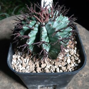 ユーフォルビア・ホリダ,ユーフォルビア・ホリダ,ユーフォルビア,珍奇植物,植中毒の画像