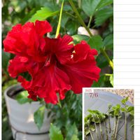 ハイビスカス,ハイビスカス 八重咲き,ハイビスカスフラミンゴ,手作りの庭,花のある暮らしの画像