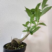 バオバブ,塊根植物の画像