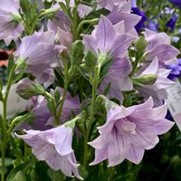キキョウ,スイレンボク,バロータ スペシオサ,食虫植物,花夢里にいつの画像