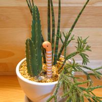 スタペリア,リプサリス,サンセベリア・ミカド,寄せ植え,観葉植物の画像