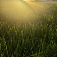 いね,散歩道,夕焼け,暑い！,とにかくGS 楽しもう！の画像