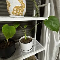 モンステラ,モンステラ,植え替え,切り戻し,ガーデニング超初心者の画像