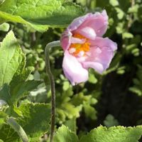 オシロイバナ,秋明菊,秋明菊  白,セイヨウノコギリソウ,殿の画像