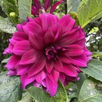 オクラ,ダリア,ヘリクリサム 帝王貝細工,ヘリクリサム（ムギワラギク）,花が好きの画像