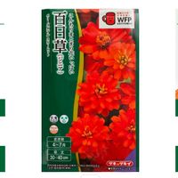 ジニアベリーズダブルスカーレット,種まき,石川県の画像
