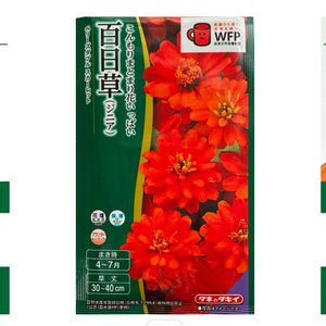ジニアベリーズダブルスカーレット,種まき,石川県の画像