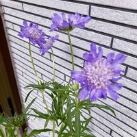 アメリカンブルー,ツルハナナス,スカビオサ・コーカシカ ファーマ,スーパーベナ アイストゥインクル,花のある暮らしの画像